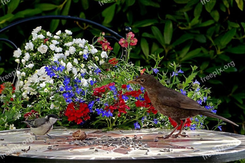 Animal Bird Blackbird Turdus Merola Tit