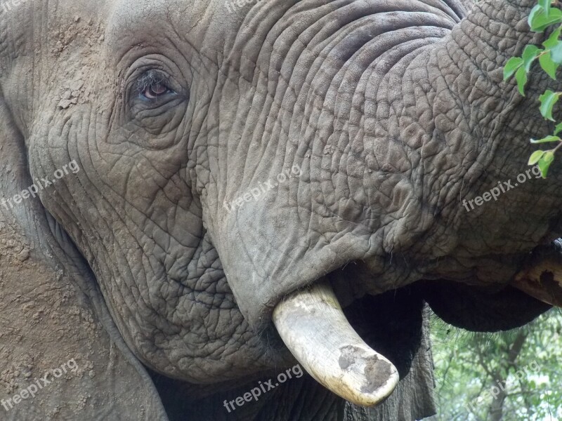 Elephant Loxodonta Africana Mammal Wildlife