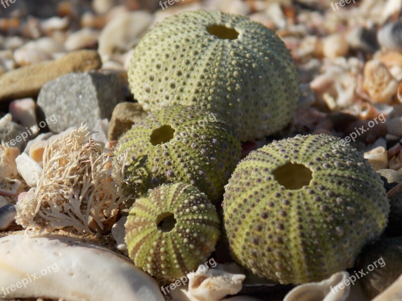 Shells Coral Green Beach Sea