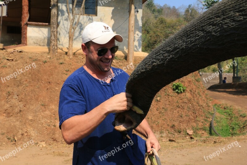 Chiang Mai Thailand Elephant Free Photos