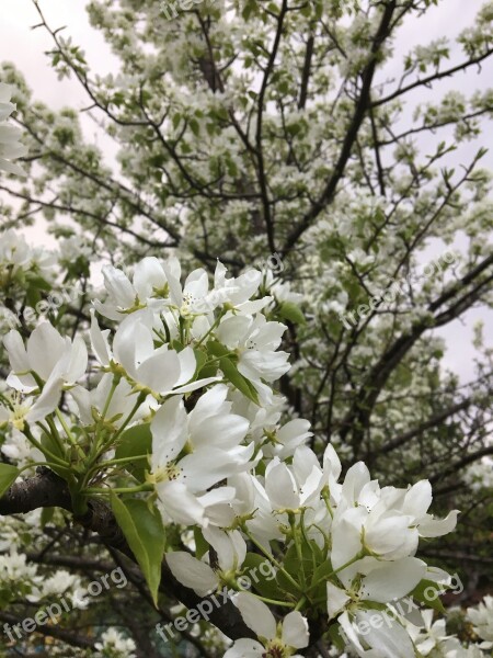 Spring Blooming Apple Tree Apple Blossoms Free Photos