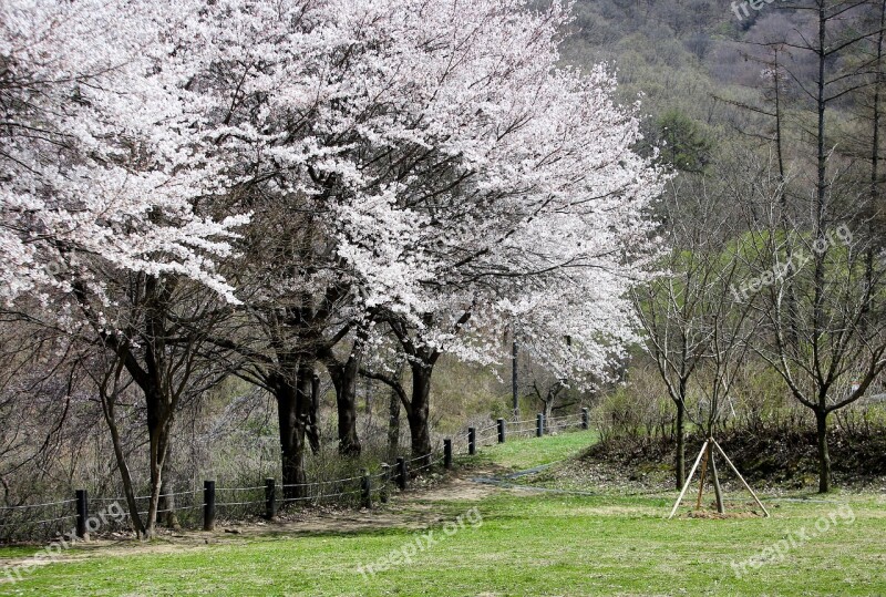 Cherry Flowers Forest Cherry Blossoms Tree Landscape Wood