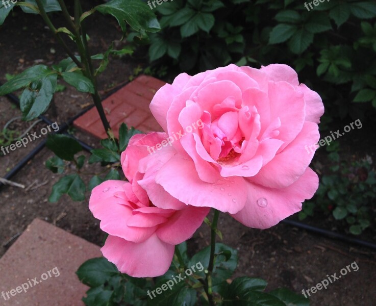 Pink Roses Dewdrops Flower Romantic