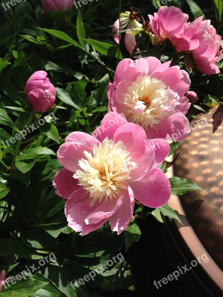 Peonies Blossoms Garden Pink Flower