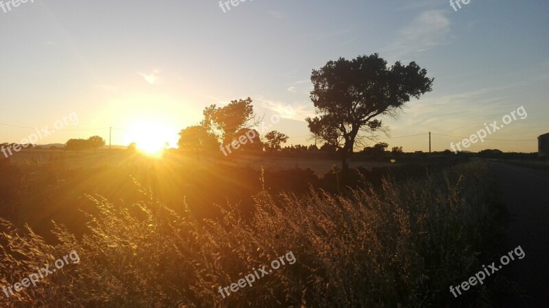 Campaign Sun Shadows Tree Nature