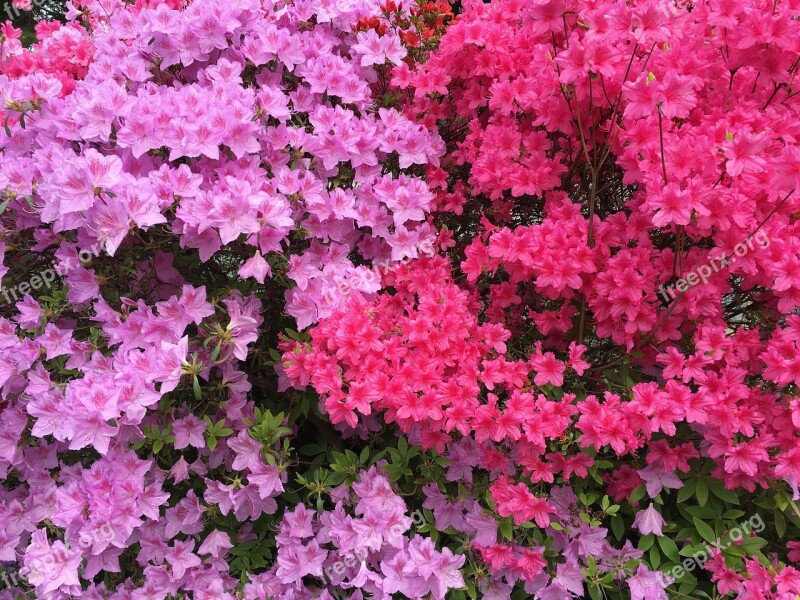 Fuschia Pink Flower Landscape Garden