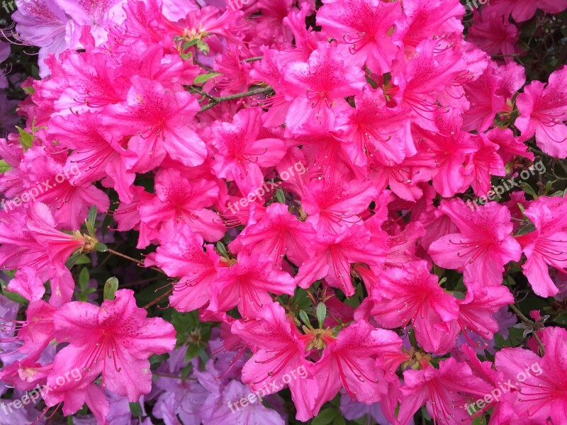 Pink Fuschia Landscape Nature Flower