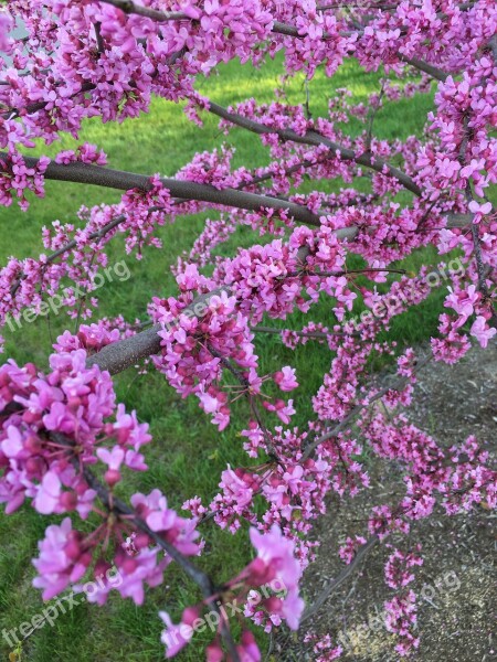 Redbud Eastern Pink Purple Tree