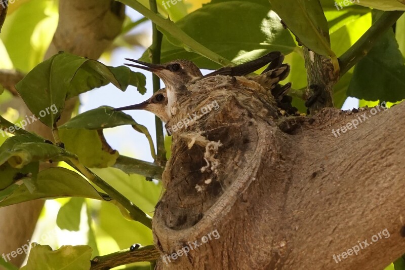 Hummingbird Baby Birds Lemon Tree Bird Nature