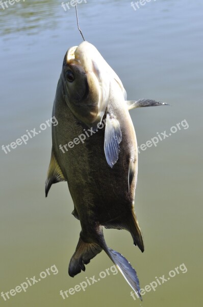 Lake Fish-pay Fishing Boat Fish Brazil