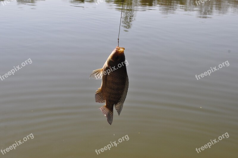 Lake Fish-pay Fishing Boat Fish Brazil