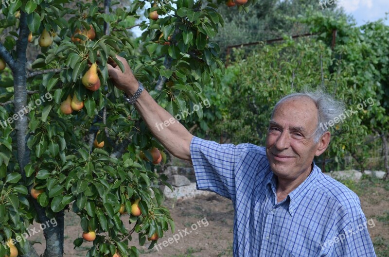 Farmer Salento Collection Pears However