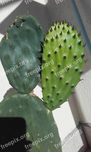 Prickly Pears Prickly Pear The Blades Of The Prickly Pears Cactaceae Opuntia Ficus-indica