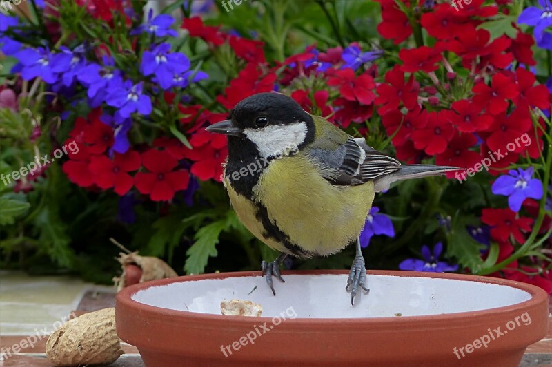 Animal Bird Tit Parus Major Young