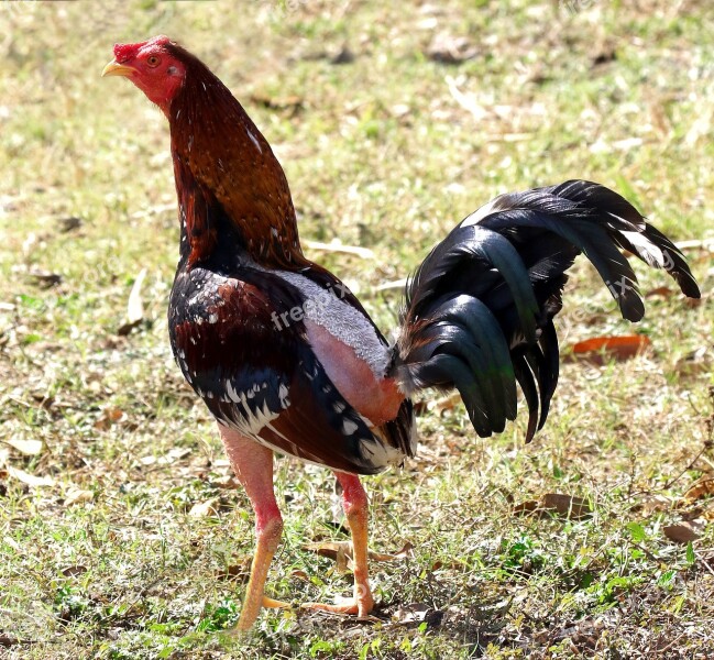 Cuba Rooster Chicken Animal Farm