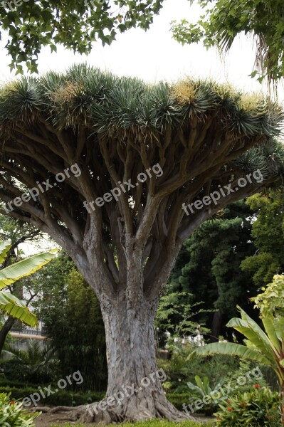 Dragon Tree Tree Tenerife Canary Island Dragon Tree Dracaena Draco