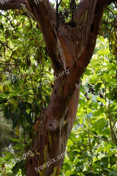 Arbutus Canariensis Tree Canary Islands Endemic Tenerife