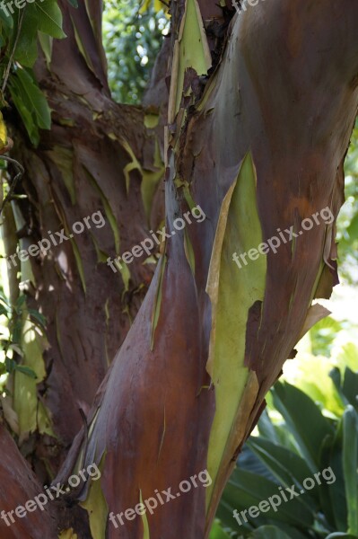 Arbutus Canariensis Tree Canary Islands Endemic Tenerife