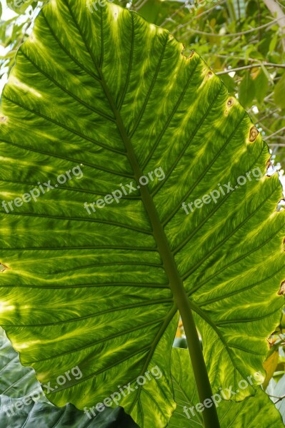 Leaf Structure Leaf Big Leaf Leaf Veins Nature