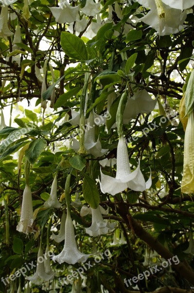 Catalpa Flowers Bloom Bignoniaceae Plants Tree