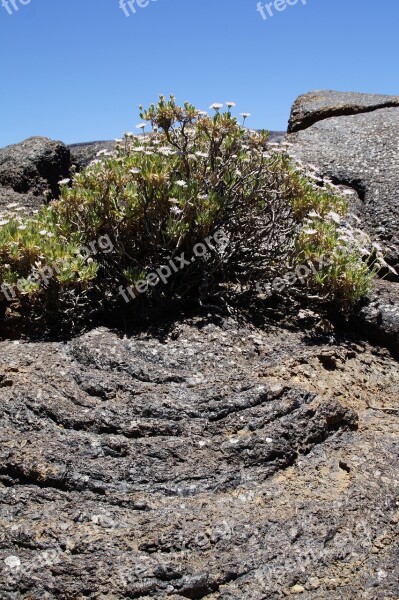 Teide National Park National Park Rock Rock Formations Tenerife