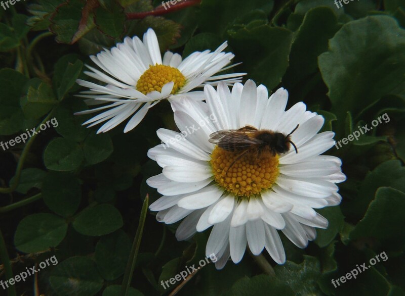 Flower Margaret White Garden Bee