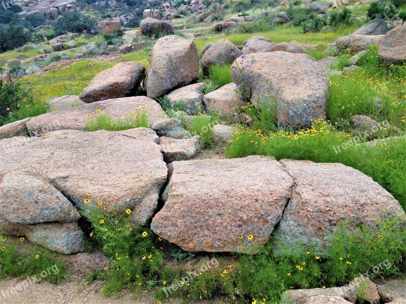 Pink Granite Wild Flowers Enchanted Rock Texas Free Photos