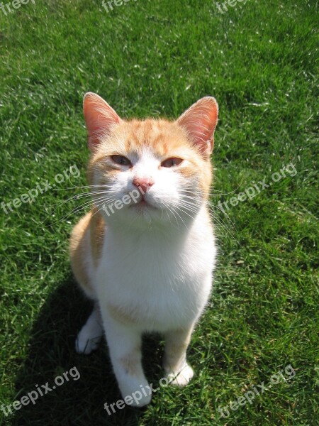 Cat Tomcat Grass Adorable Peace