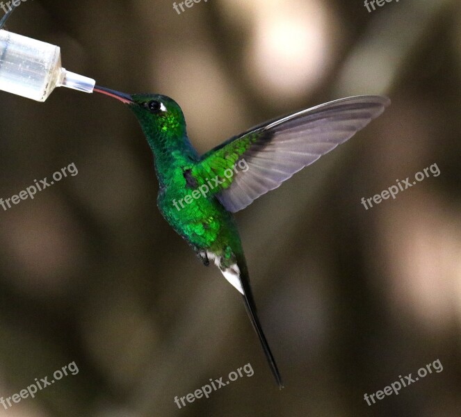 Cuba Hummingbird Nectar Feeder Bird