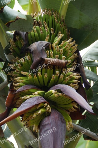 Bananas Banana Shrub Banana Plantation Banana Banana Plant