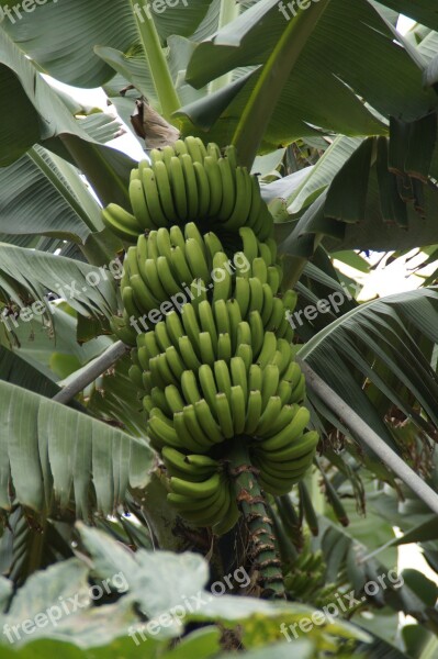 Bananas Banana Shrub Banana Plantation Banana Banana Plant