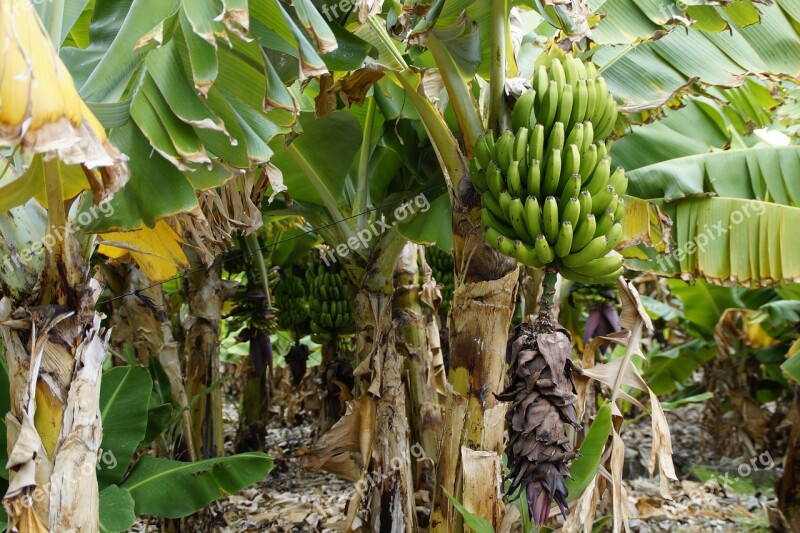 Bananas Banana Shrub Banana Plantation Banana Banana Plant