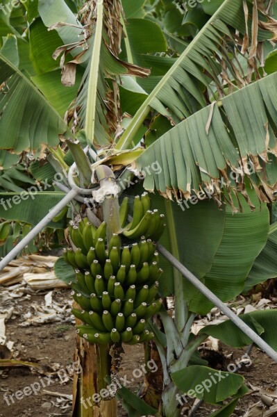 Bananas Banana Shrub Banana Plantation Banana Banana Plant