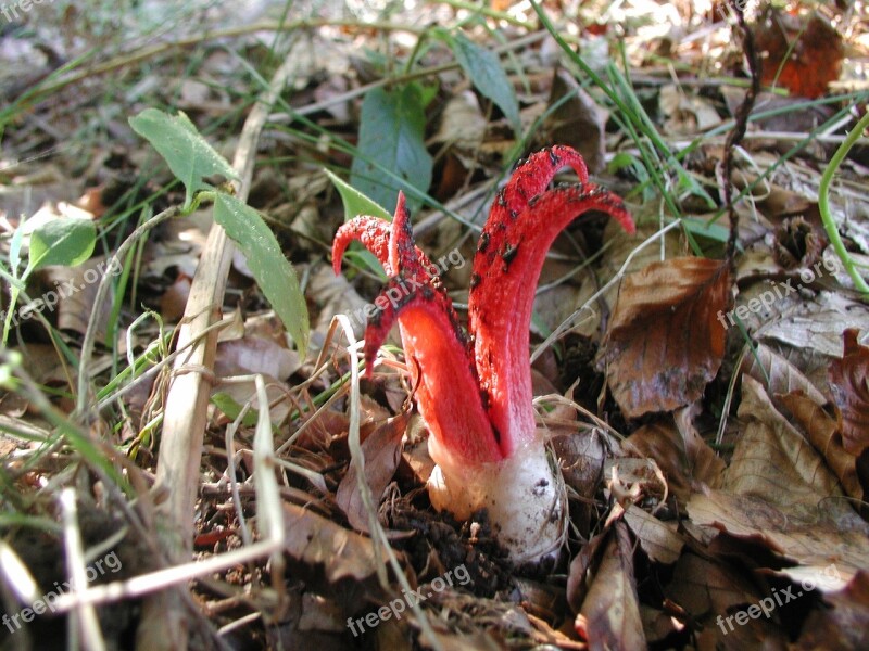 Nature Mushroom Cuttlefish Fungus Hexenei Free Photos