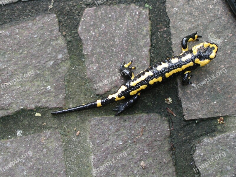 Nature Fire Salamander Amphibian Free Photos