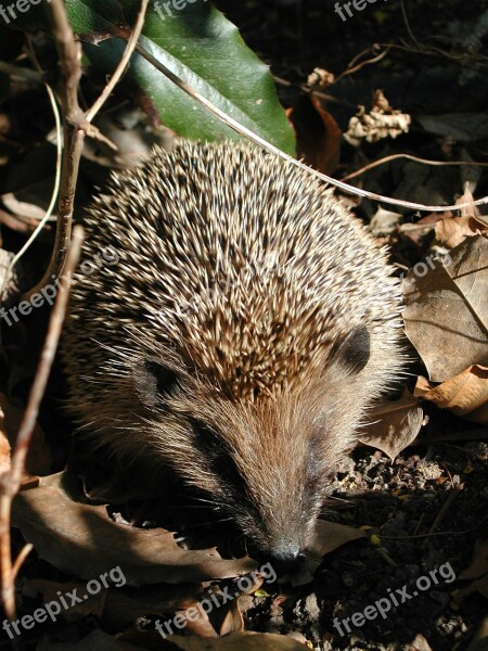 Nature Animal Hedgehog Free Photos