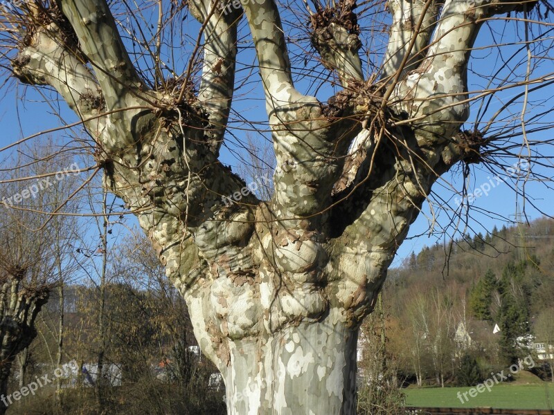 Nature Tree Sycamore Free Photos