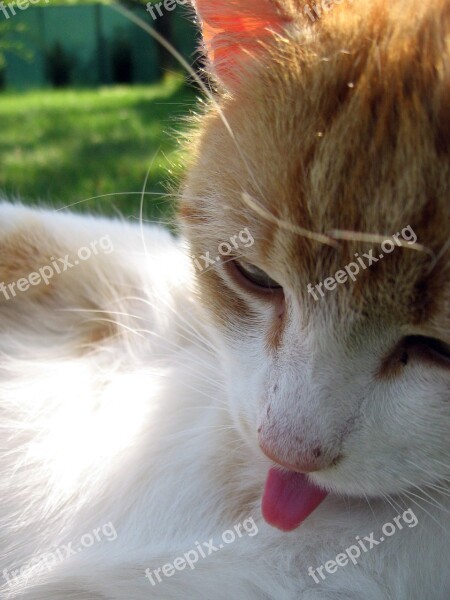 Cat Tomcat Lick Wash Free Photos