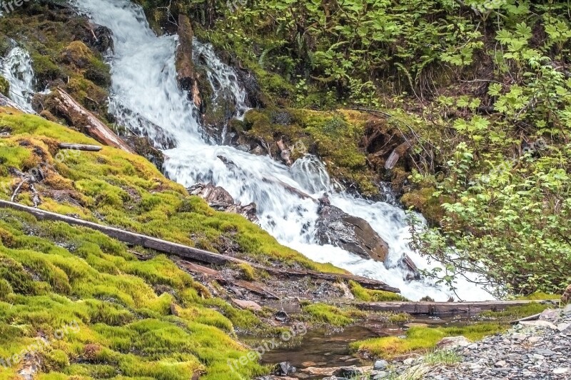 Trees Waterfall Bright Forest Moving