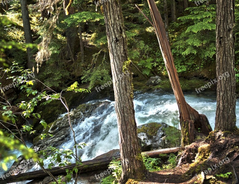 Trees Waterfall Bright Forest Moving