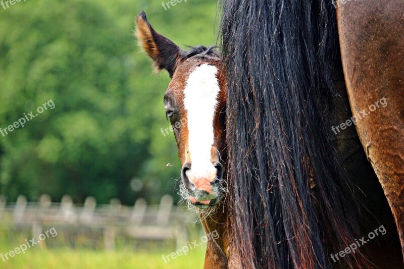 Foal Horse Tail Thoroughbred Arabian Brown Mold