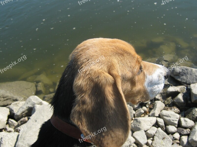 Beagle Dog Hounds Animal Pets