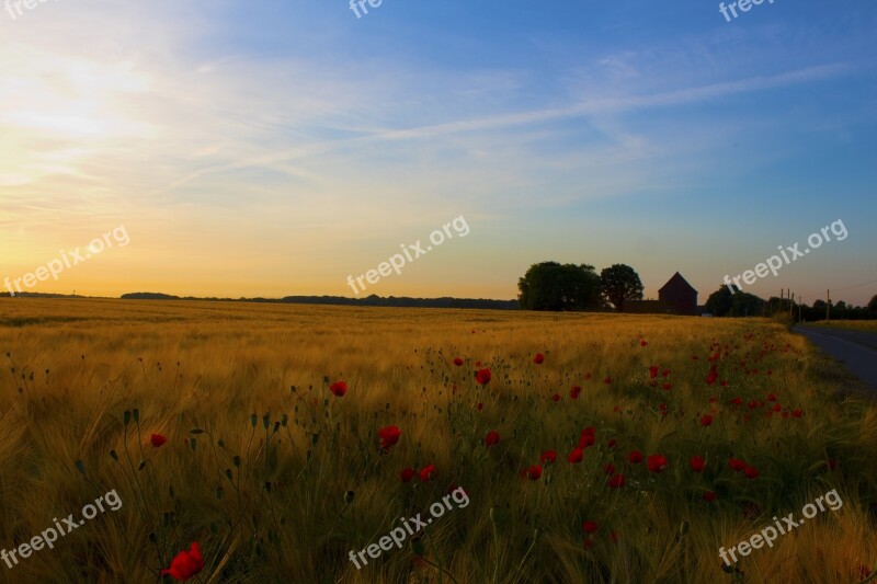 Sunrise Field Klatschmohn Mönchengladbach Fields