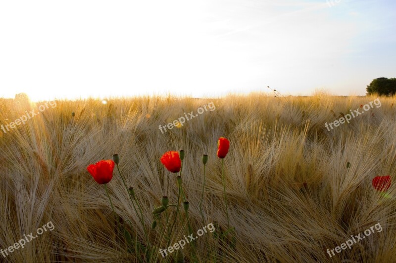 Grain Klatschmohn Sunrise Summer Nature