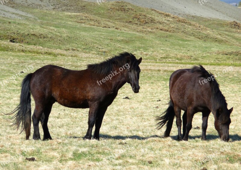 Iceland Pony Iceland Horses Icelanders Iceland Horse Free Photos