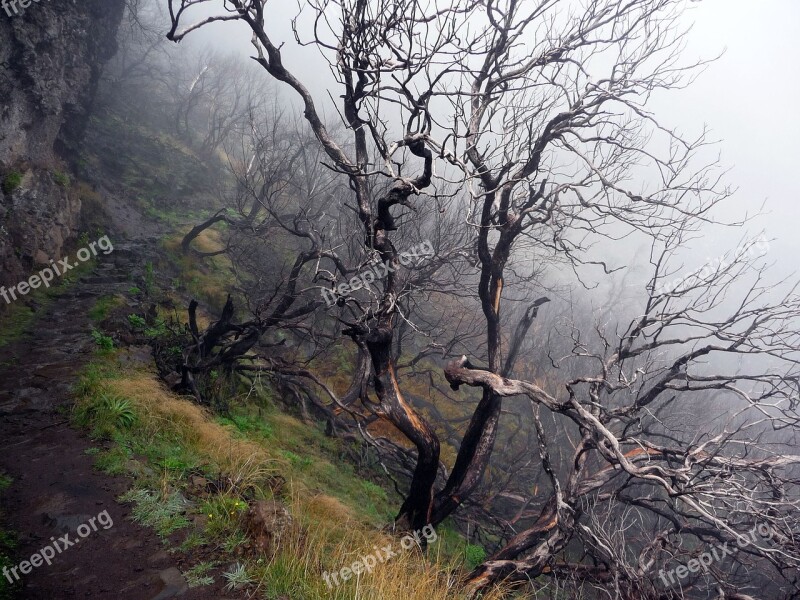 Mystical Spent Forest Dead Tree Dead Trees Free Photos