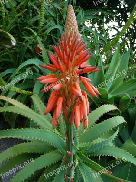 Plant Exotic Exotic Flower Tropical Inflorescence