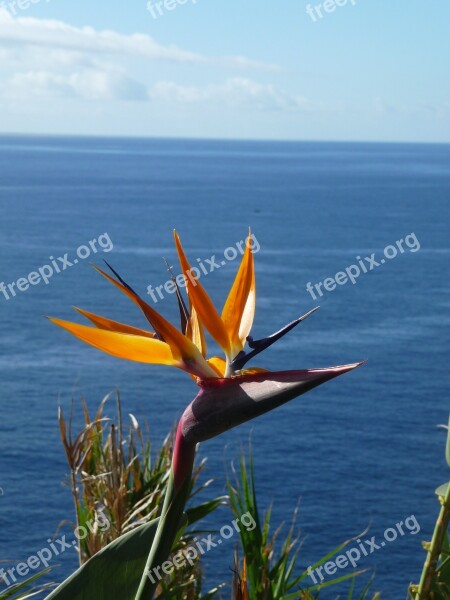 Caudata Strelitzia Orchids Caudata Greenhouse Bird Of Paradise Flower Exotic Flower