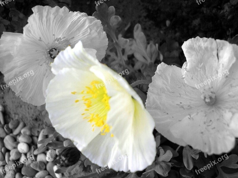 White Poppy Poppy Flower Poppy Black And White Background