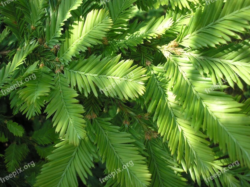 Branches Sequoia Redwood Branches Needles Shoots